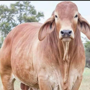 Meet your Posher, Benito marcelino